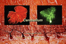 cerebellum