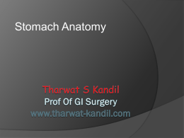 Stomach Anatomy