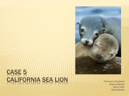 California Sea Lion - Central Michigan University