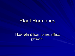Plant Hormones - NCEA Level 3 Biology