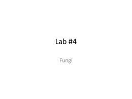 Lab #4