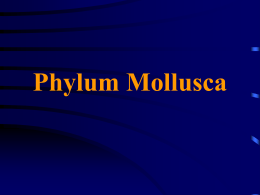 Phylum Mollusca - University of Evansville Faculty Web sites