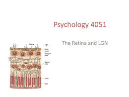 The Retina and LGN - Play Psych Mun