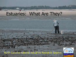 Estuaries: what are they? - Carteret Community College