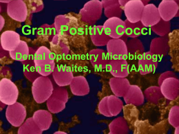 Gram Positive Bacteria - UAB School of Optometry