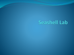 Seashell Lab - Life Science with Ms. DeBari