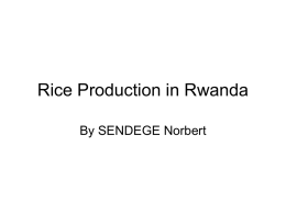 Rice Production in Rwanda - Rice for Africa