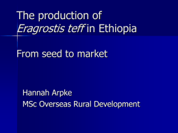 The production of Eragrostis teff in Ethiopia