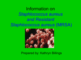 Information on Staphlococcus aureus