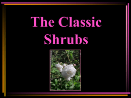 Classic Shrubs - by Jolene Adams