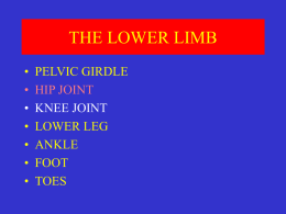 THE LOWER LIMB - University of the Witwatersrand
