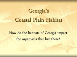 Georgia’s Mountain Habitat
