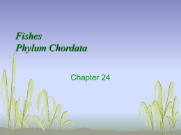 Fishes Phylum Chordata - T.R. Robinson High School