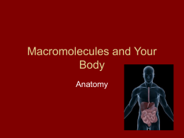 Macromolecules and Your Body