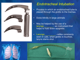 Endotracheal Intubation - Claire Simms, DVM VTI