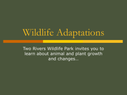 Adaptations - Two Rivers Wildlife