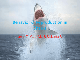Behavior & Reproduction in Sharks