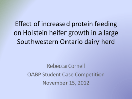 Effect of increased protein feeding on Holstein heifer