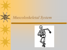 Muscoloskeletal System - Cape Breton University