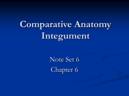 Comparative Anatomy - Arkansas State University