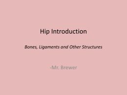 Hip Introduction Bones, Ligaments and Other Structures