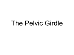 Pelvic Girdle Movement and Muscles that Flex the Hip