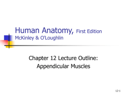 12 Appendicular Muscles