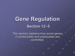 Gene Regulation Section 12–5 - Mrs. Brenner's Biology
