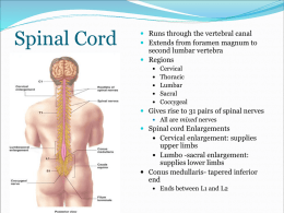 Spinal Cord - Welcome to Study Windsor