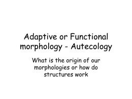 Adaptive morphology - Autecology