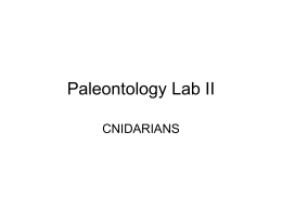 Lab II- The Cnidarians