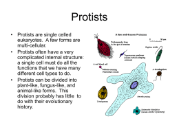 Protists - NIU Department of Biological Sciences
