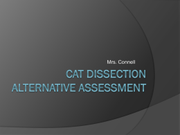 Cat Dissection Project - Ed W Clark High School