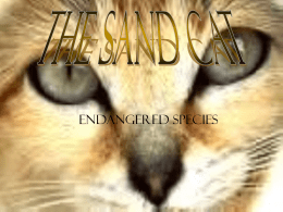 The Sand Cat - Ms. Thresher