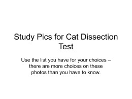 Study Pics for Cat Dissection Test