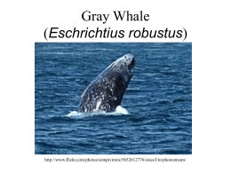 Gray Whale (Eschrichtius robustus)