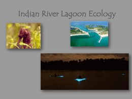 Indian River Lagoon Ecology