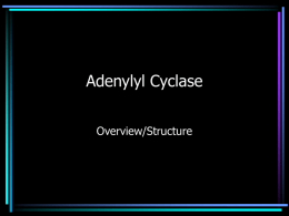 Adenylyl Cyclase FUNCTION