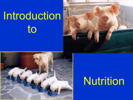 Artificial Insemination In Swine