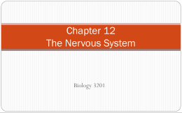 Chapter 12 The Nervous System
