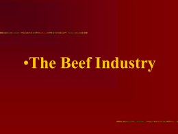 Segments of the Beef Industry