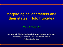 Morphological Characters and Character States : Holothuroidea