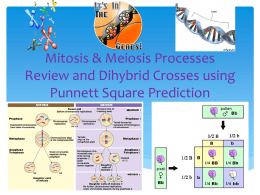 Mitosis & Meiosis Processes Review and Dihybrid Crosses