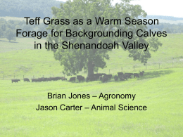 Teff Grass as a Warm Season Forage for Backgrounding Calves