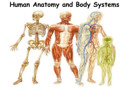Human Body Systems- Powerpoint