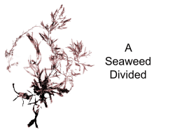 A_Seaweed_Divided