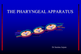 Pharyngeal Apparatus