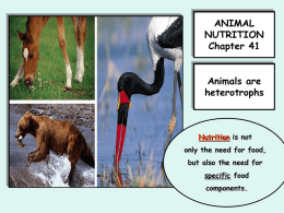 ANIMAL NUTRITION Chapter 41