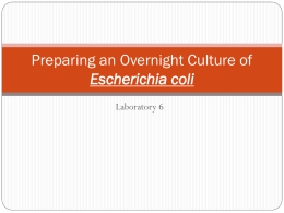Preparing an Overnight Culture of Escherichia coli