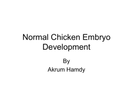 Normal Chicken Embryo Development